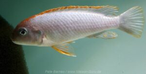 Pseudotropheus sp. 'red top ndumbi'